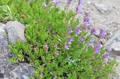 Penstemon fruticosus