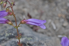 Penstemon fruticosus