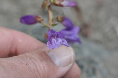 Penstemon fruticosus