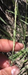 Arabis eschscholtziana