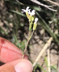 Arabis eschscholtziana