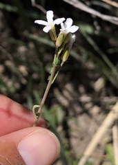 Arabis eschscholtziana