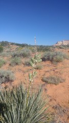 Yucca angustissima kanabensis