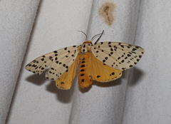 Juxtarctia multiguttata