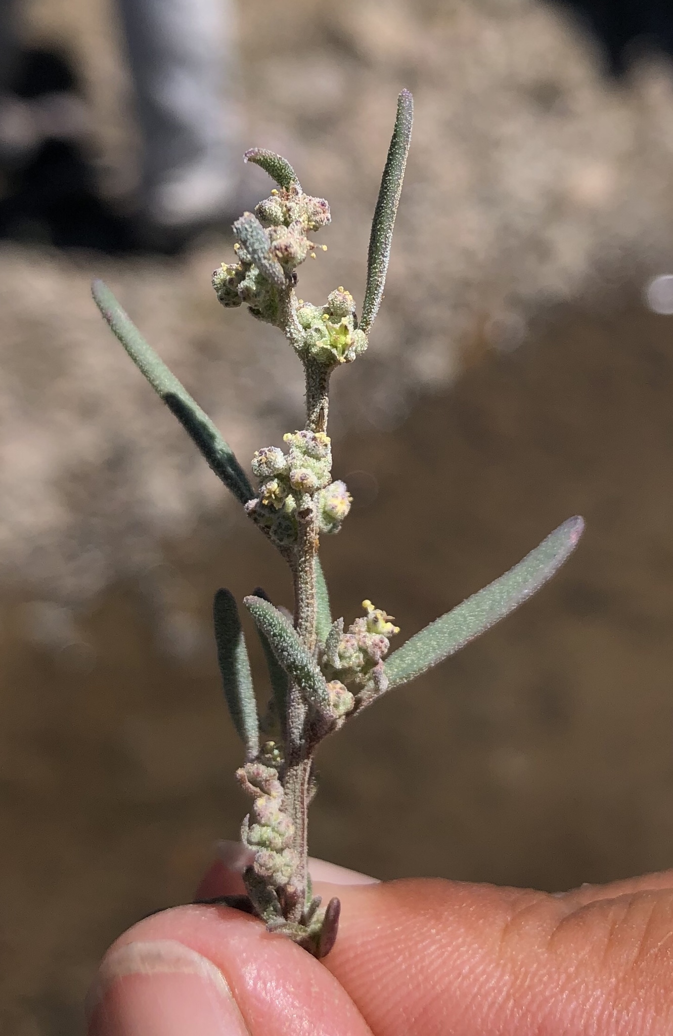 Chenopodium leptophyllum