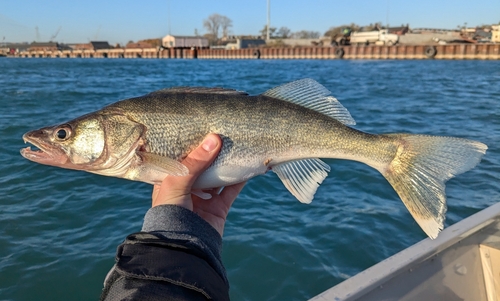Walleye