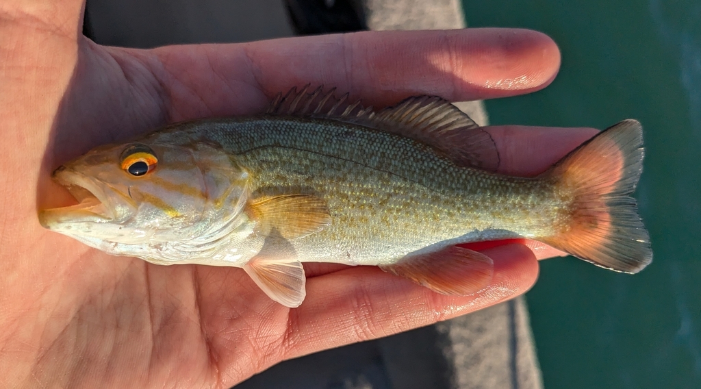 Smallmouth Bass