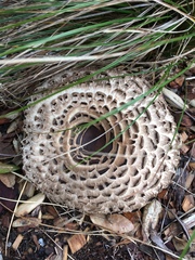 Chlorophyllum