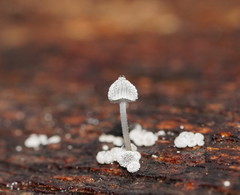 Mycena piringa