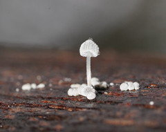 Mycena piringa