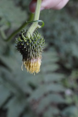 Cirsium erisithales