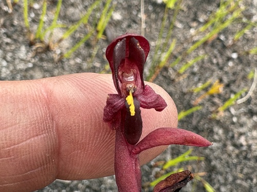 Image of Disa ophrydea by (c) Charleen Brunke, some rights reserved (CC BY)