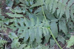 Cirsium erisithales
