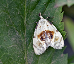 Ponometia candefacta