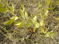 Haplophyllum perforatum