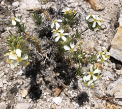 Leptosiphon nuttallii pubescens