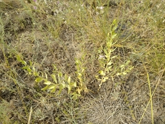 Haplophyllum perforatum