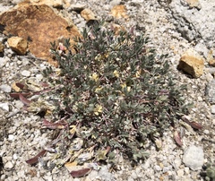Astragalus calycosus calycosus