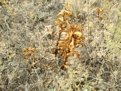 Orobanche cernua