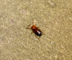 Blattoidae