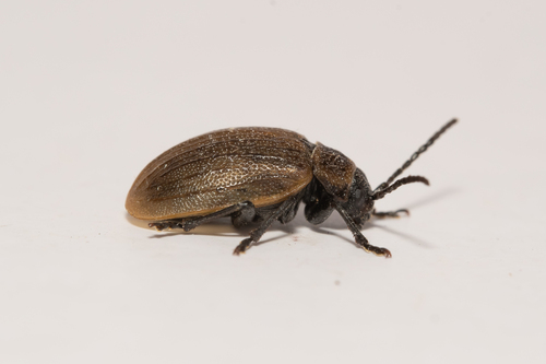 Galeruca pomonae