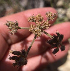 Lomatium foeniculaceum fimbriatum