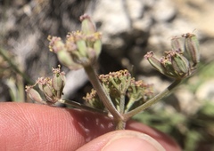 Lomatium foeniculaceum fimbriatum
