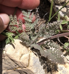 Lomatium foeniculaceum fimbriatum