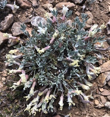 Astragalus calycosus calycosus