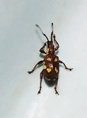 Myllocerus andrewesi
