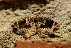 Gandaritis atricolorata