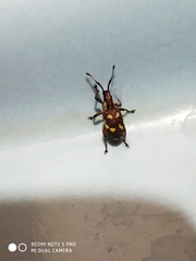 Myllocerus andrewesi