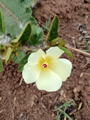 Image of Hibiscus aethiopicus by (c) Hildegard Klein, some rights reserved (CC BY)