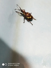 Myllocerus andrewesi
