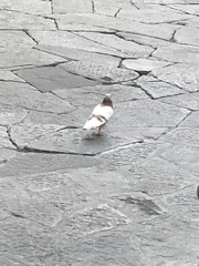 Columba livia domestica