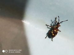 Myllocerus andrewesi