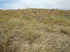 Stipa capillata