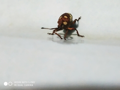 Myllocerus andrewesi