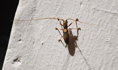 Olenecamptus bilobus