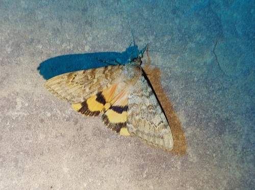 Catocala lesbia