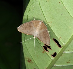 Plesiomorpha flaviceps
