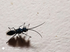 Trirogma caerulea