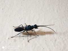 Trirogma caerulea