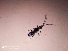 Trirogma caerulea