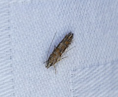 Metharmostis multilineata