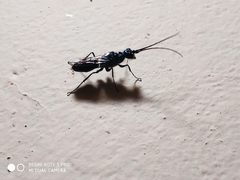 Trirogma caerulea