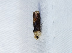 Hedya iophaea
