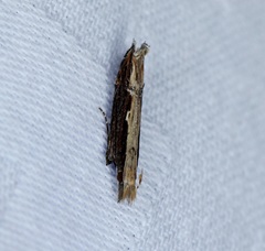 Hypatima spathota