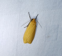 Manulea fuscodorsalis