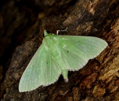 Parotis punctiferalis